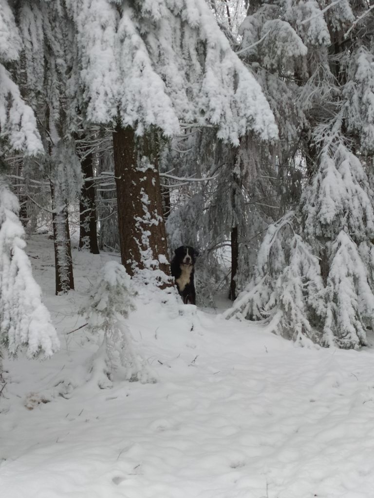 De L'horizon Des Costes - Nouvelles photos des boubous dans la neige dans photos et vidéos !
