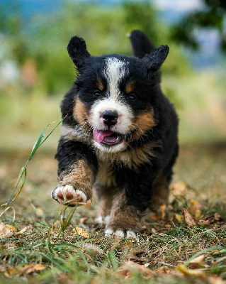 CHIOT 1 bleu roi UXIO