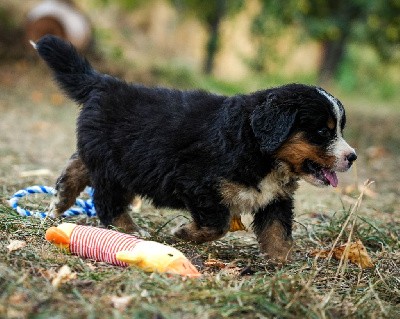 CHIOT 1 bleu roi UXIO