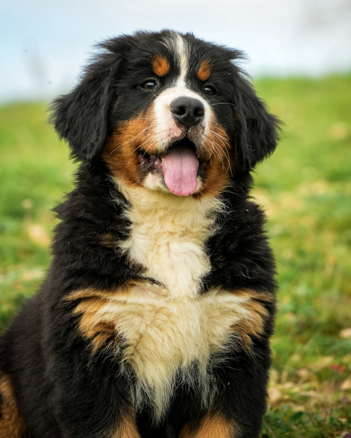 Nouvelles portées début avril 2026 !