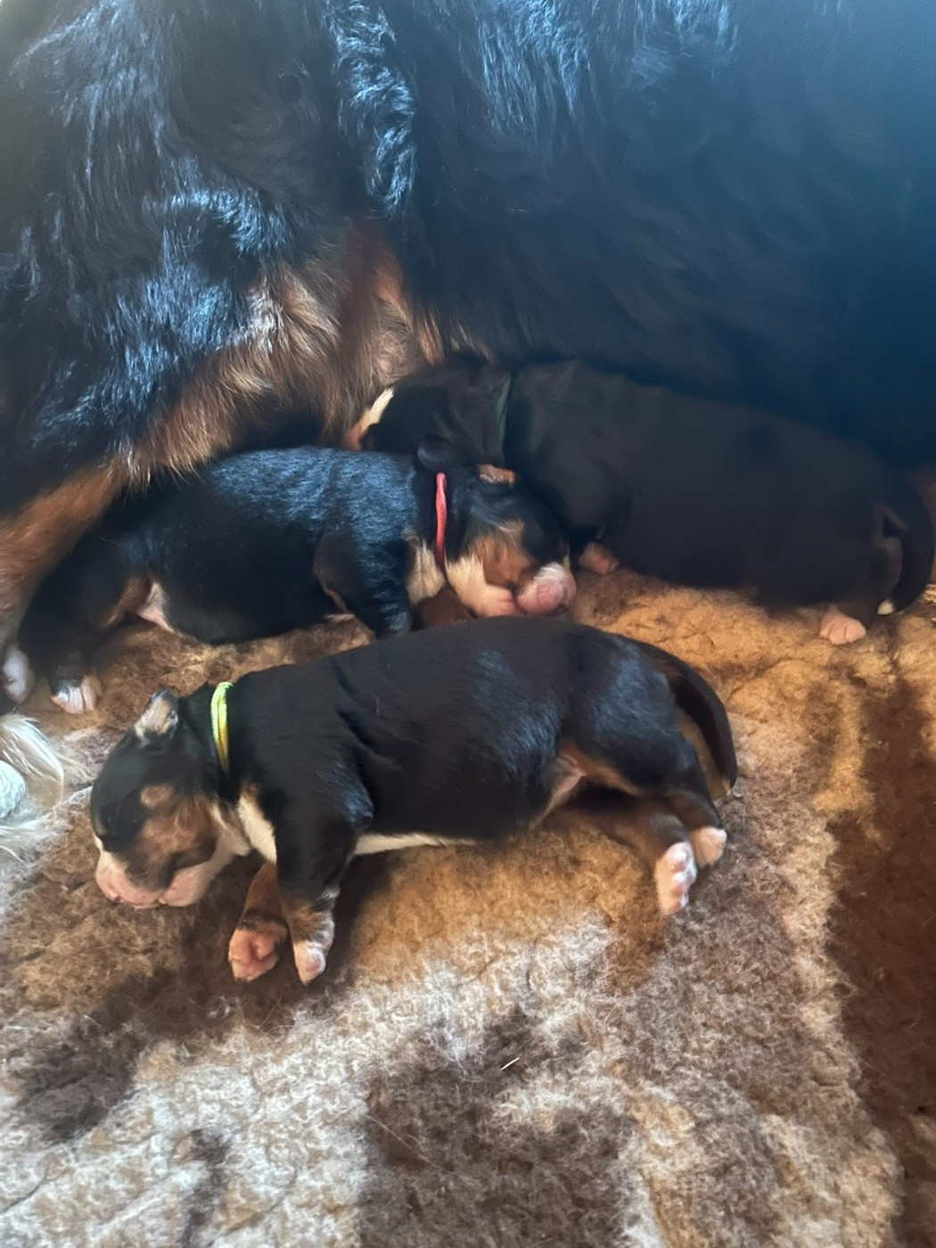 Les bébés de Toundra et Poppy sont nés !