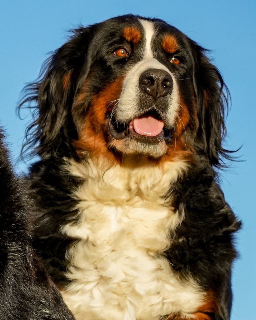 Des chiots sur la portée de Poppy et Toundra sont encore disponibles 