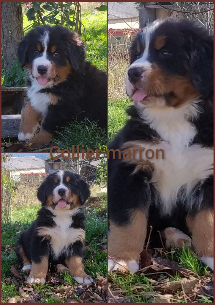 chiot mâle collier marron portée Poppy Rainbow