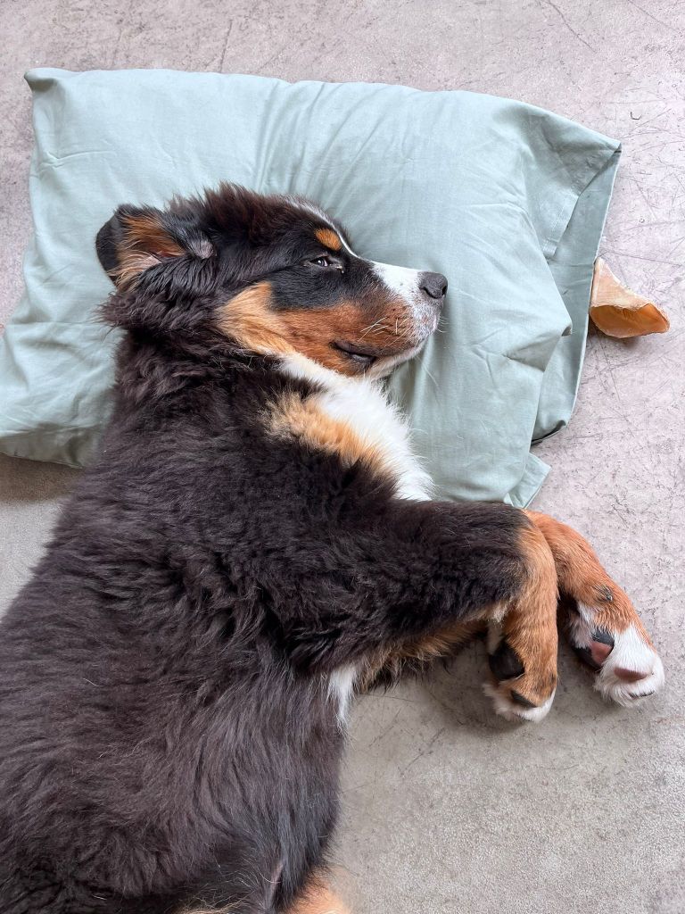 Mes boubous dans leur nouvelle famille !