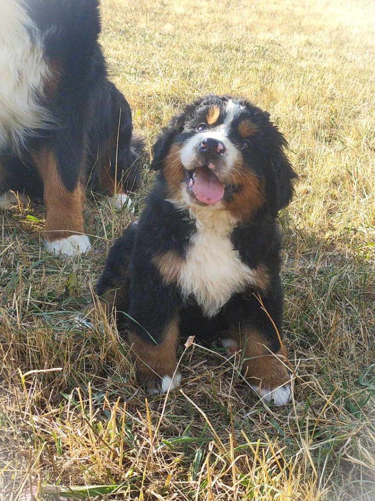 chiots femelles encore disponibles
