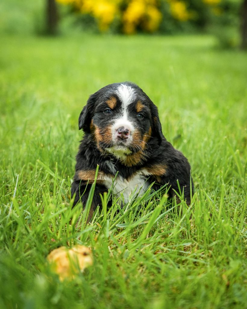 De L'horizon Des Costes - Chiots disponibles - Bouvier Bernois