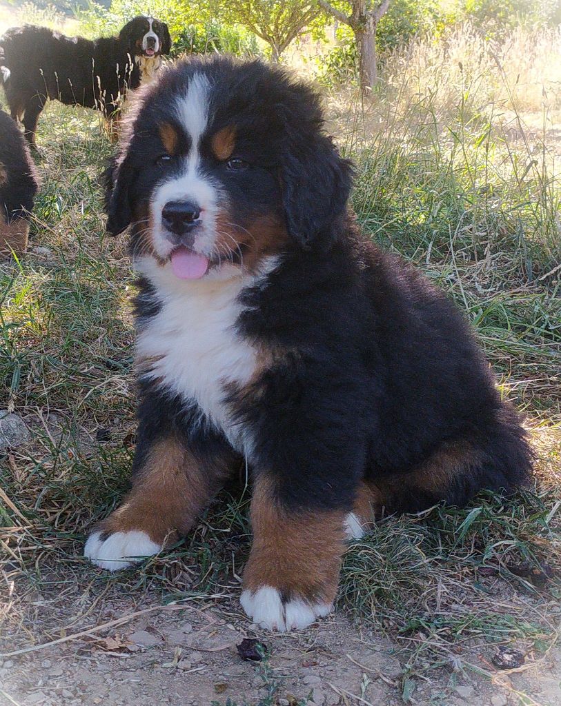De L'horizon Des Costes - Chiots disponibles - Bouvier Bernois