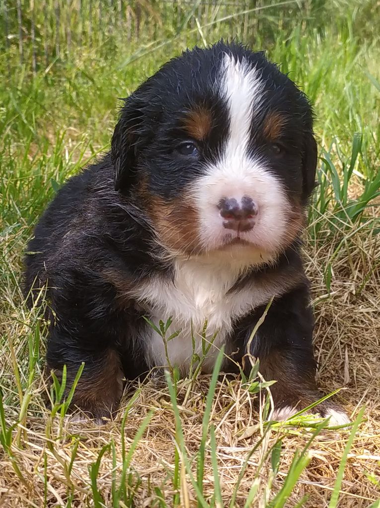 De L'horizon Des Costes - Chiots disponibles - Bouvier Bernois