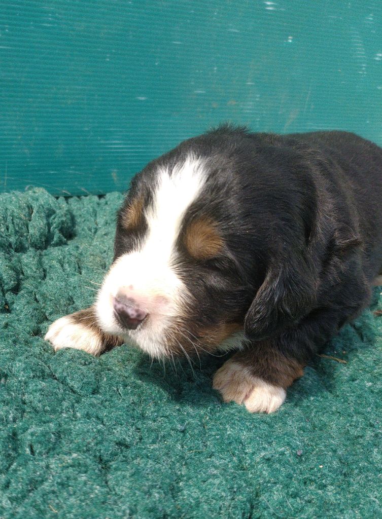 De L'horizon Des Costes - Chiots disponibles - Bouvier Bernois
