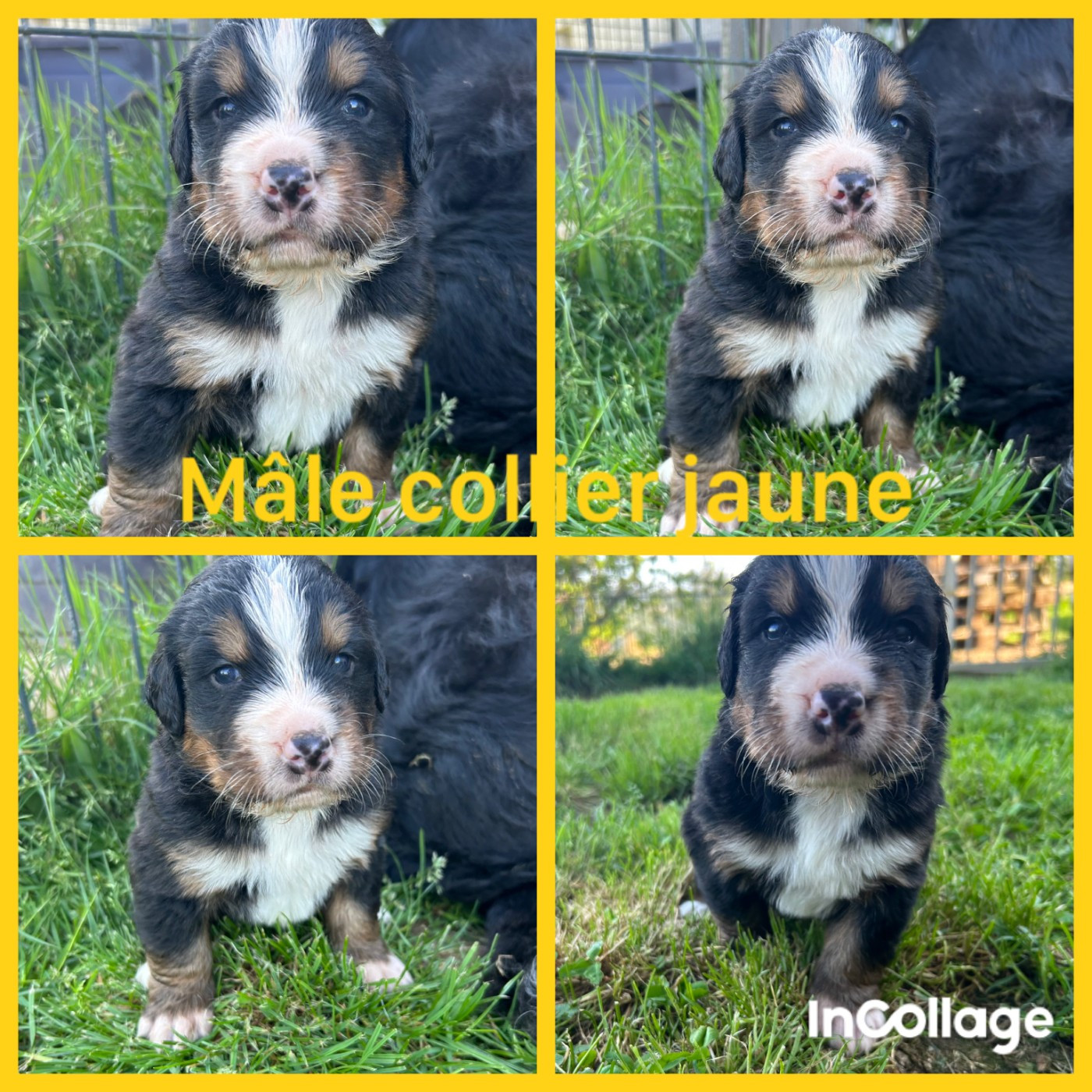 De L'horizon Des Costes - Chiots disponibles - Bouvier Bernois