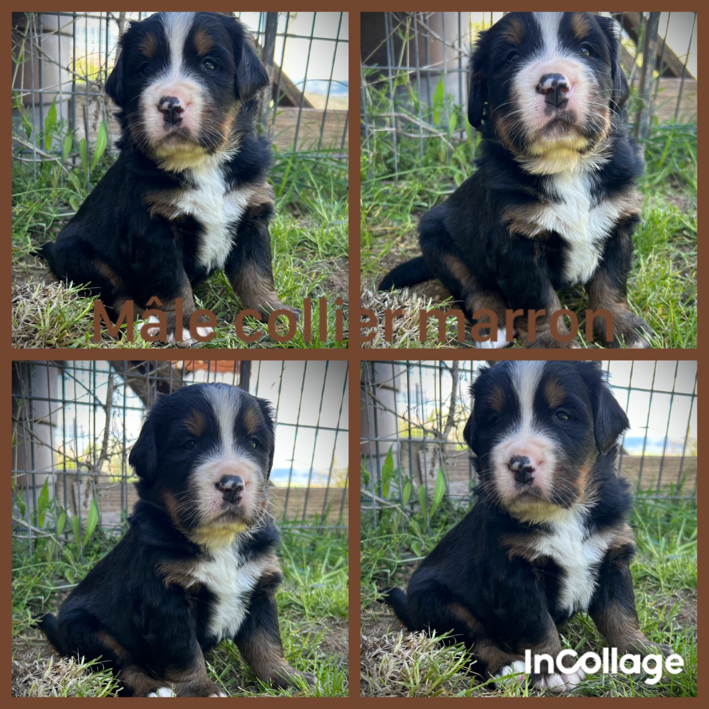 De L'horizon Des Costes - Chiots disponibles - Bouvier Bernois