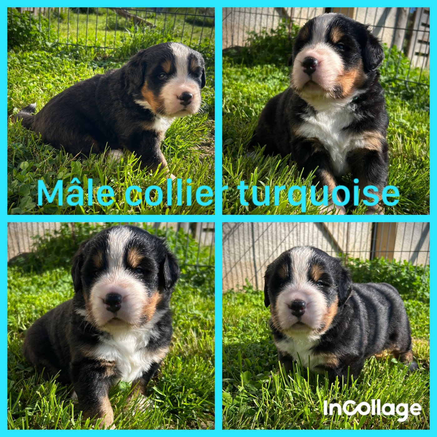 De L'horizon Des Costes - Chiots disponibles - Bouvier Bernois