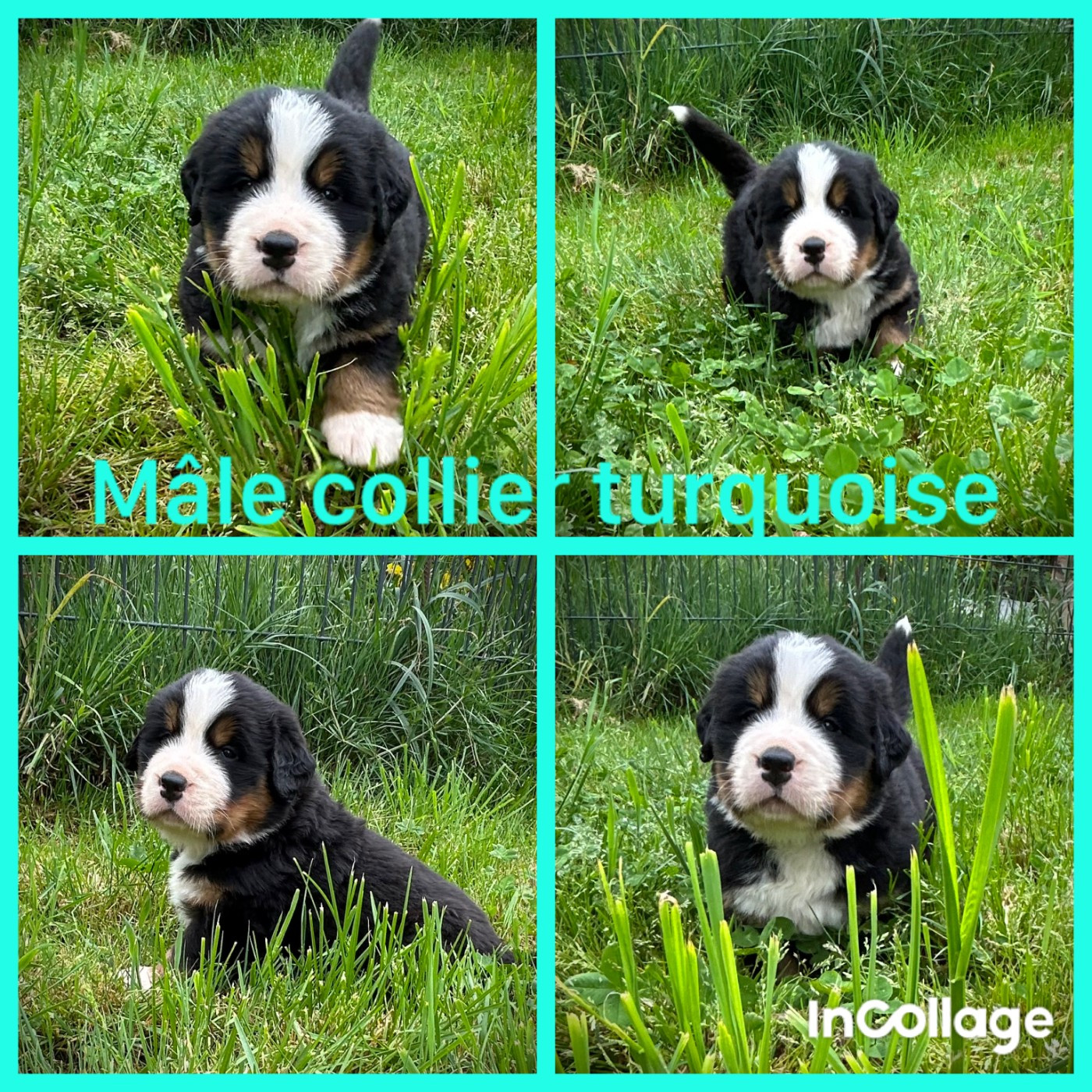 De L'horizon Des Costes - Chiots disponibles - Bouvier Bernois