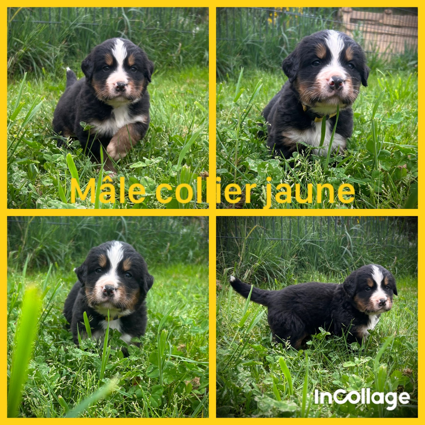 De L'horizon Des Costes - Chiots disponibles - Bouvier Bernois