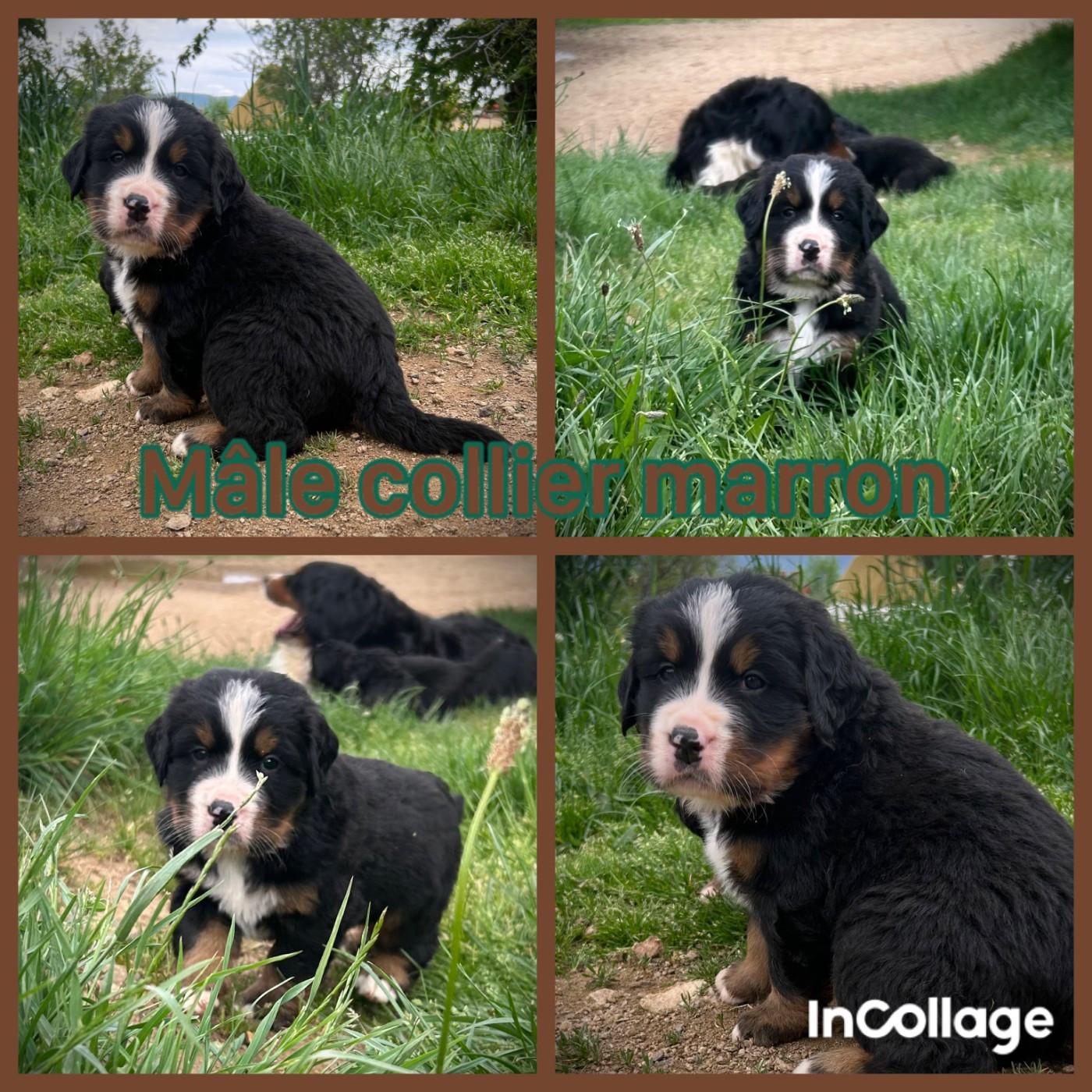 De L'horizon Des Costes - Chiots disponibles - Bouvier Bernois