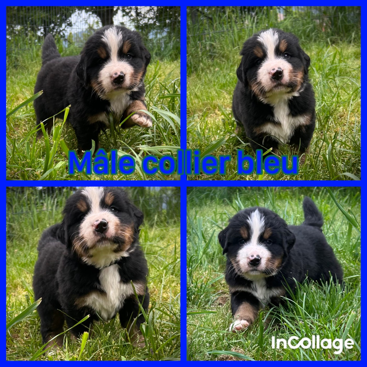 De L'horizon Des Costes - Chiots disponibles - Bouvier Bernois