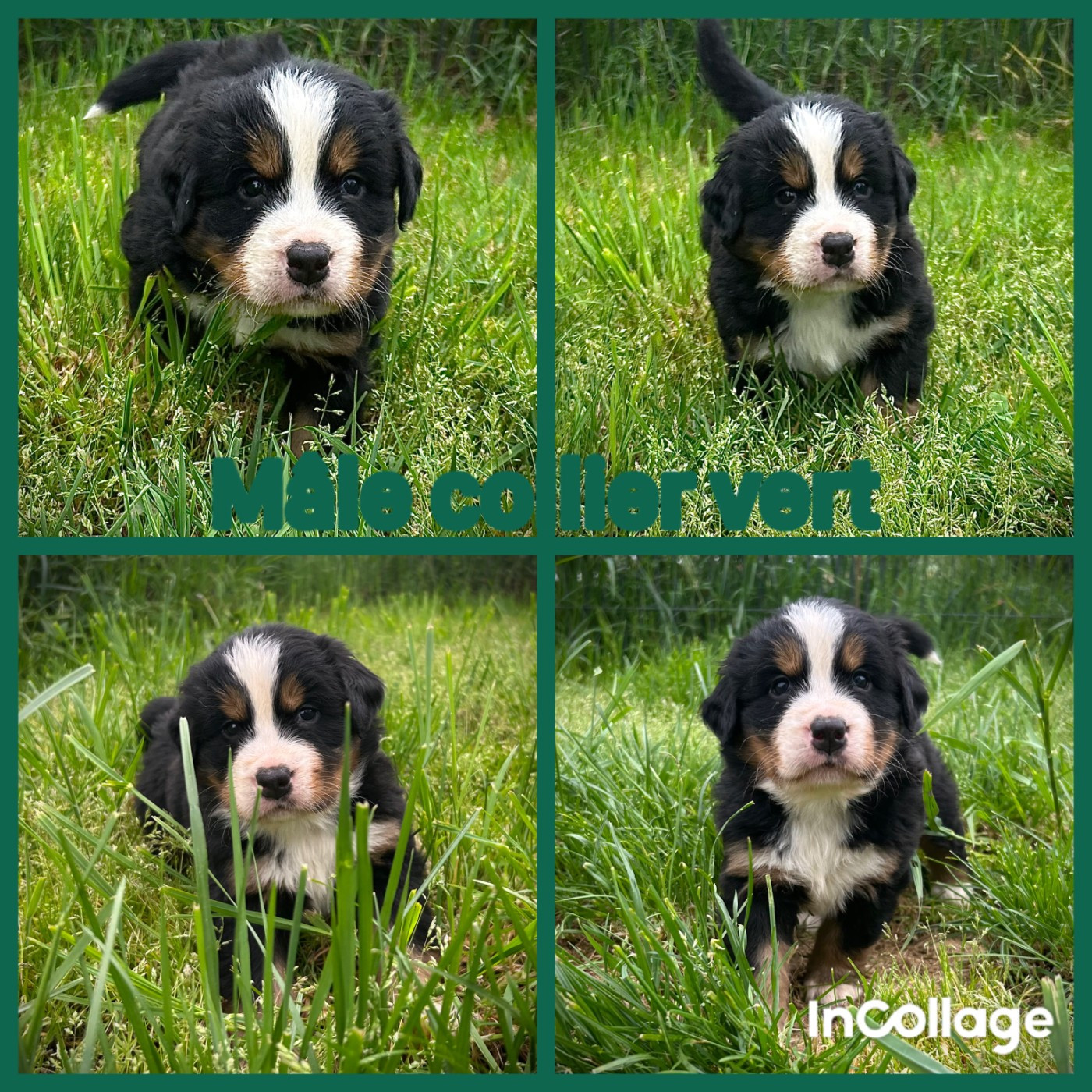 De L'horizon Des Costes - Chiots disponibles - Bouvier Bernois