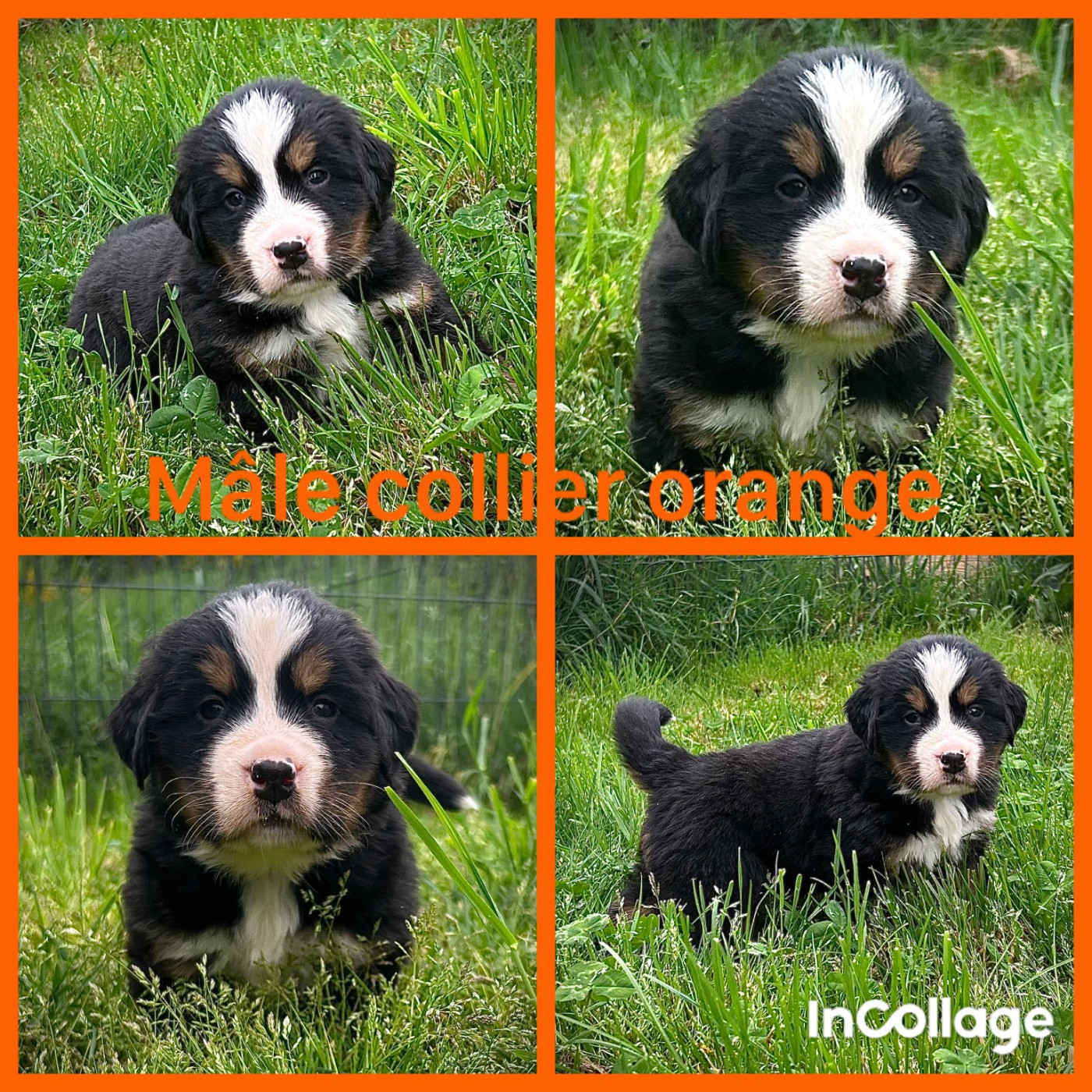 De L'horizon Des Costes - Chiots disponibles - Bouvier Bernois