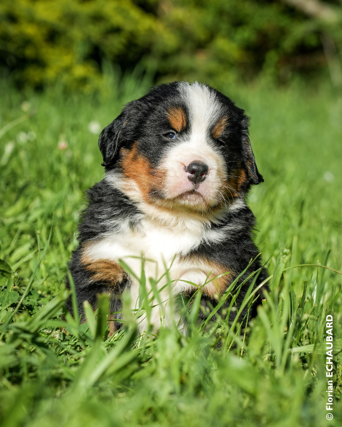 De L'horizon Des Costes - Chiots disponibles - Bouvier Bernois