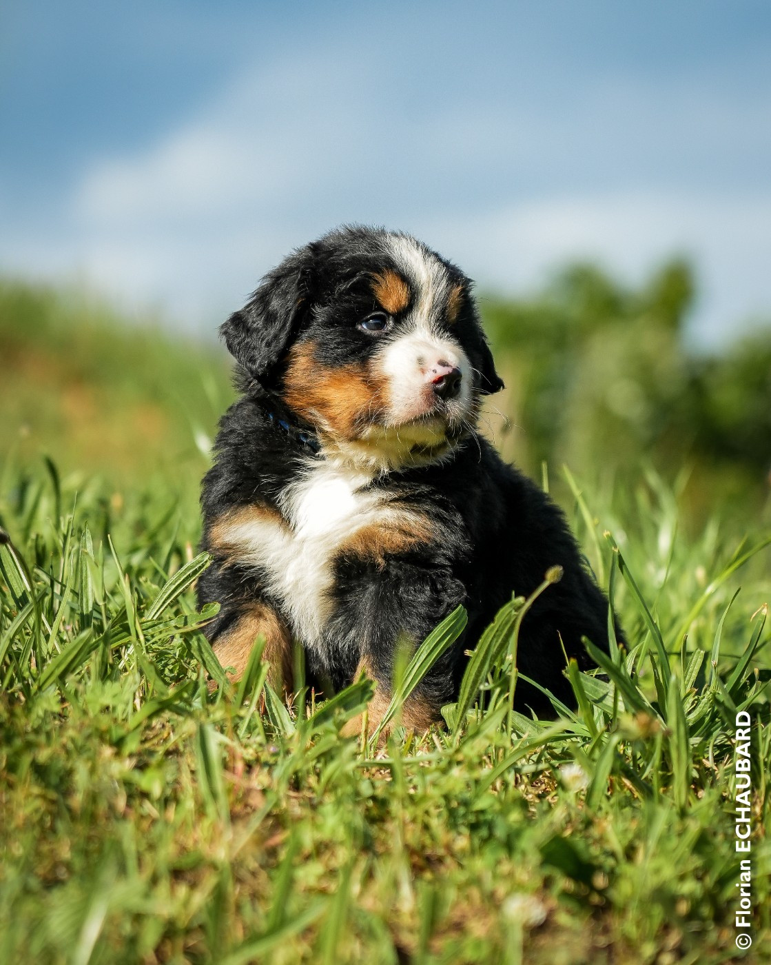 De L'horizon Des Costes - Chiots disponibles - Bouvier Bernois