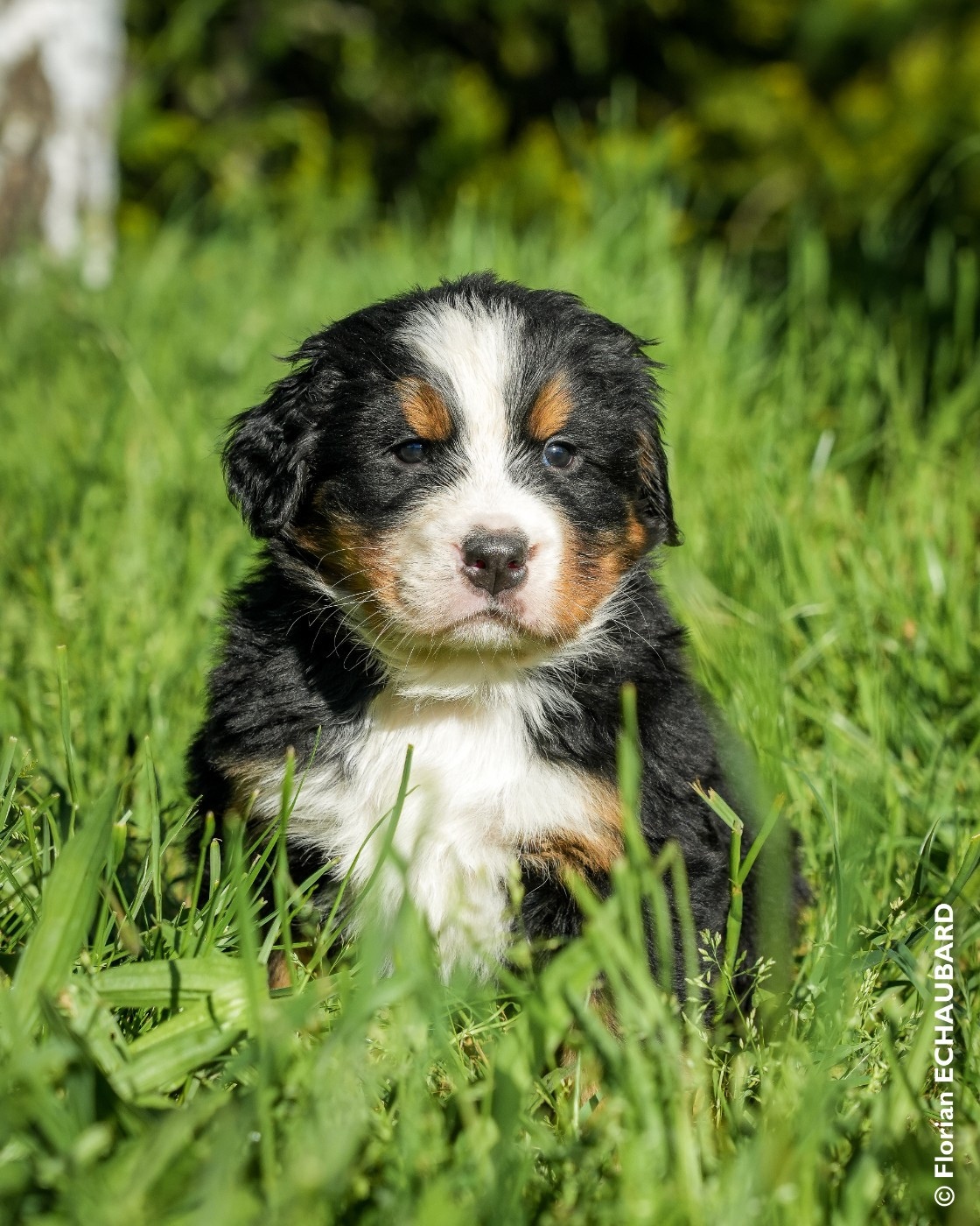 De L'horizon Des Costes - Chiots disponibles - Bouvier Bernois