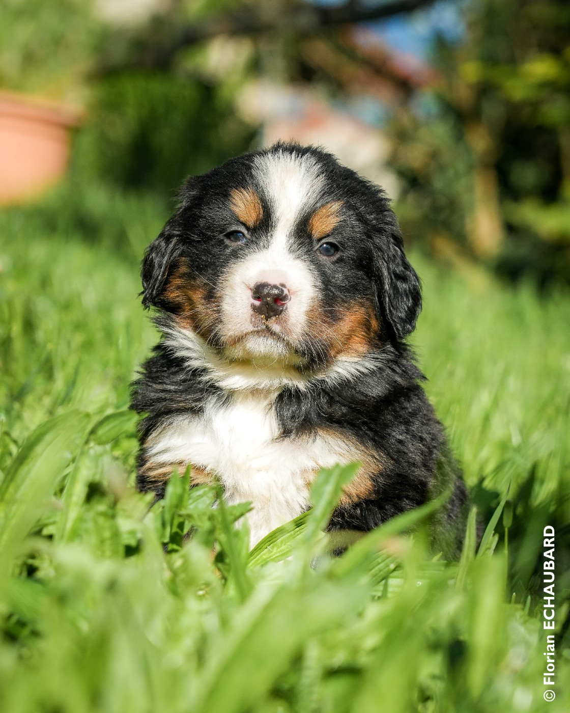 De L'horizon Des Costes - Chiots disponibles - Bouvier Bernois