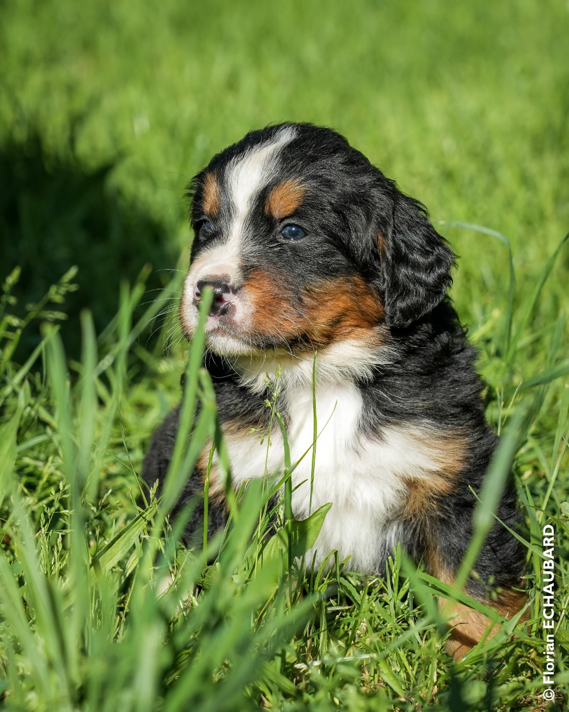 De L'horizon Des Costes - Chiots disponibles - Bouvier Bernois