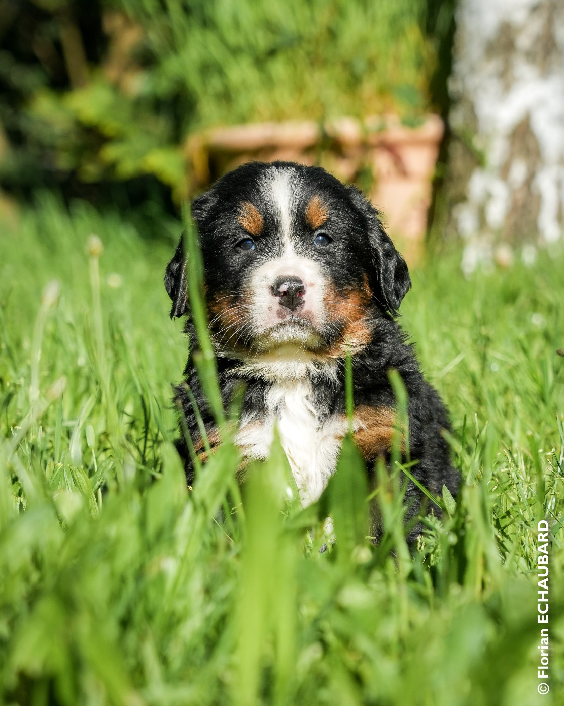 De L'horizon Des Costes - Chiots disponibles - Bouvier Bernois