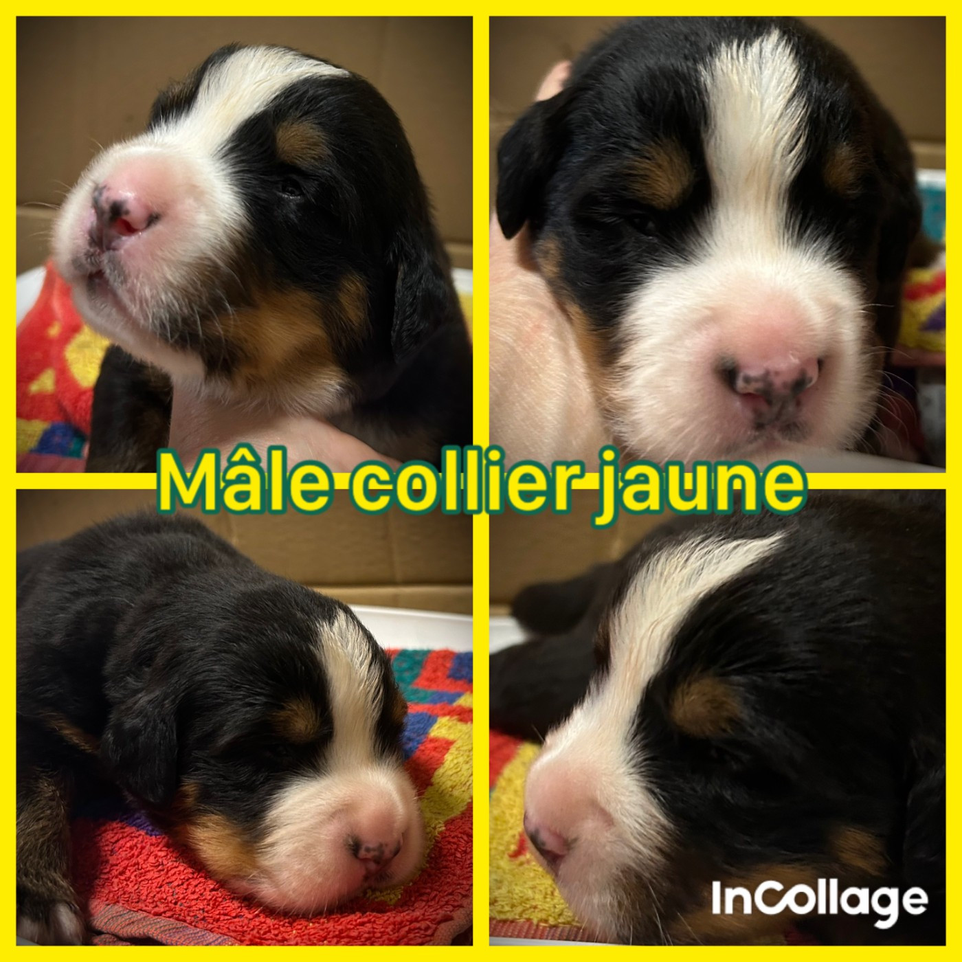 De L'horizon Des Costes - Chiots disponibles - Bouvier Bernois