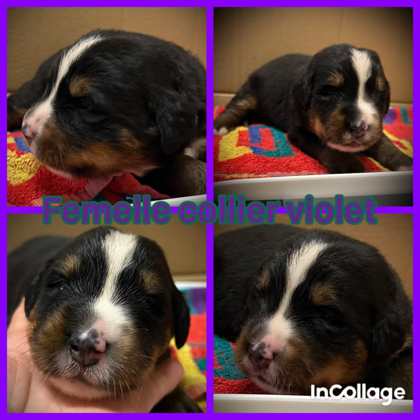 De L'horizon Des Costes - Chiots disponibles - Bouvier Bernois