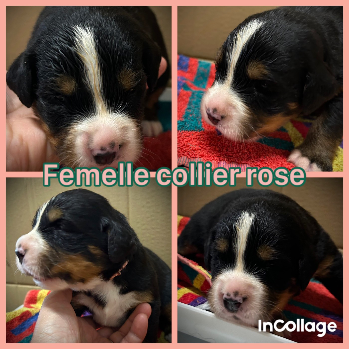 De L'horizon Des Costes - Chiots disponibles - Bouvier Bernois
