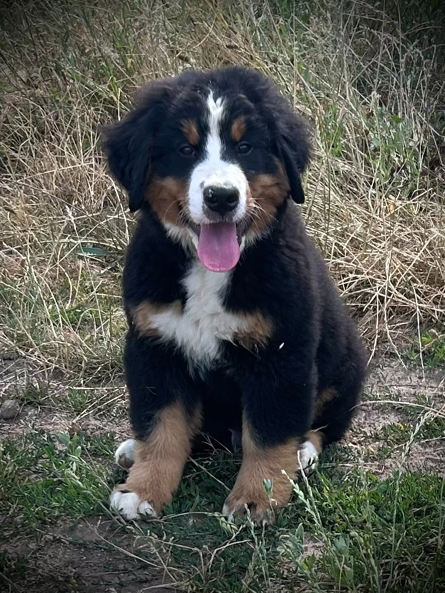 De L'horizon Des Costes - Chiots disponibles - Bouvier Bernois