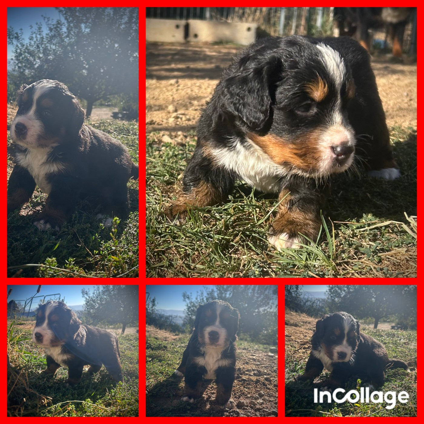 De L'horizon Des Costes - Chiots disponibles - Bouvier Bernois