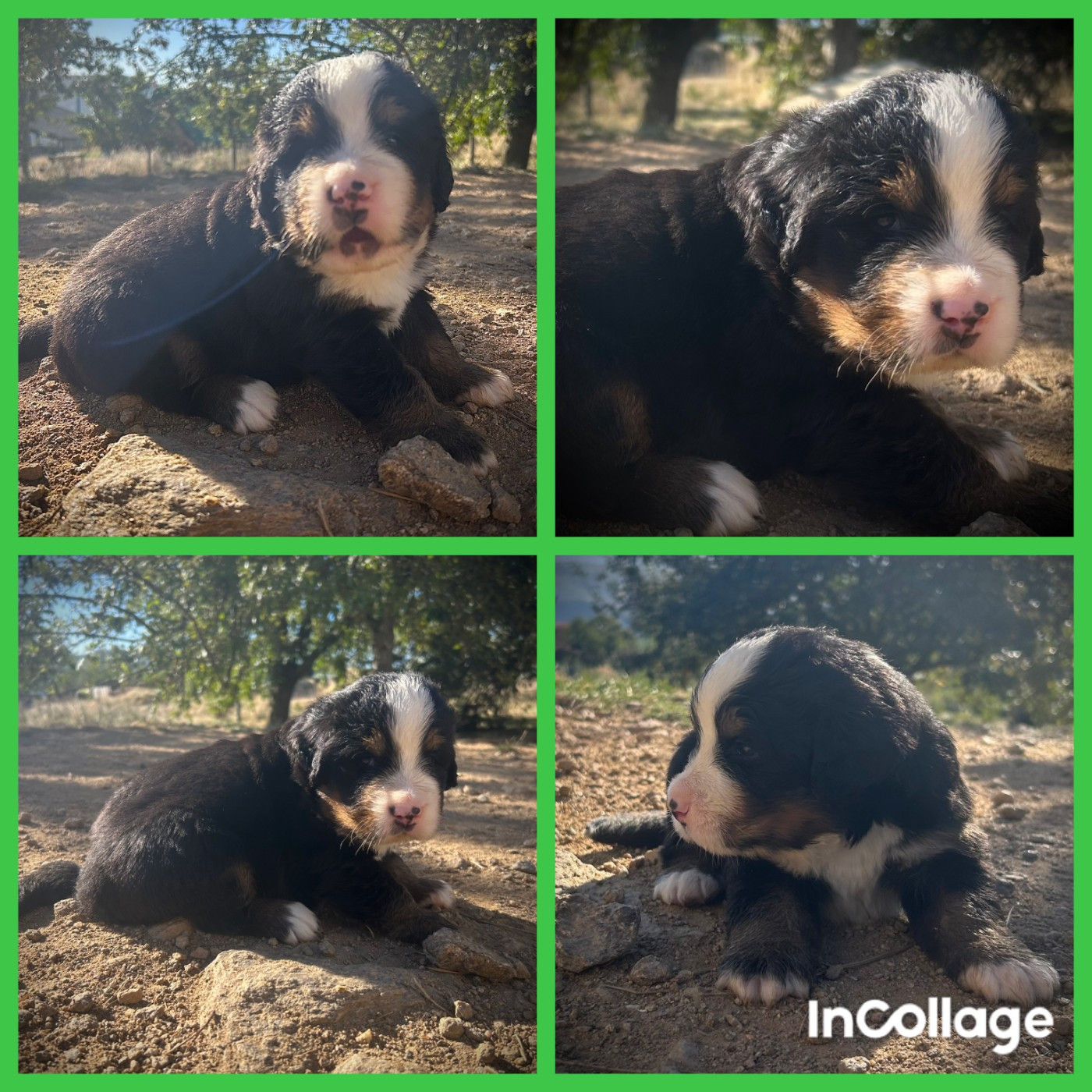 De L'horizon Des Costes - Chiots disponibles - Bouvier Bernois