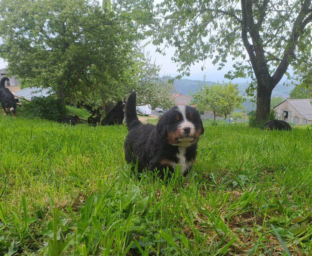 De L'horizon Des Costes - Chiots disponibles - Bouvier Bernois