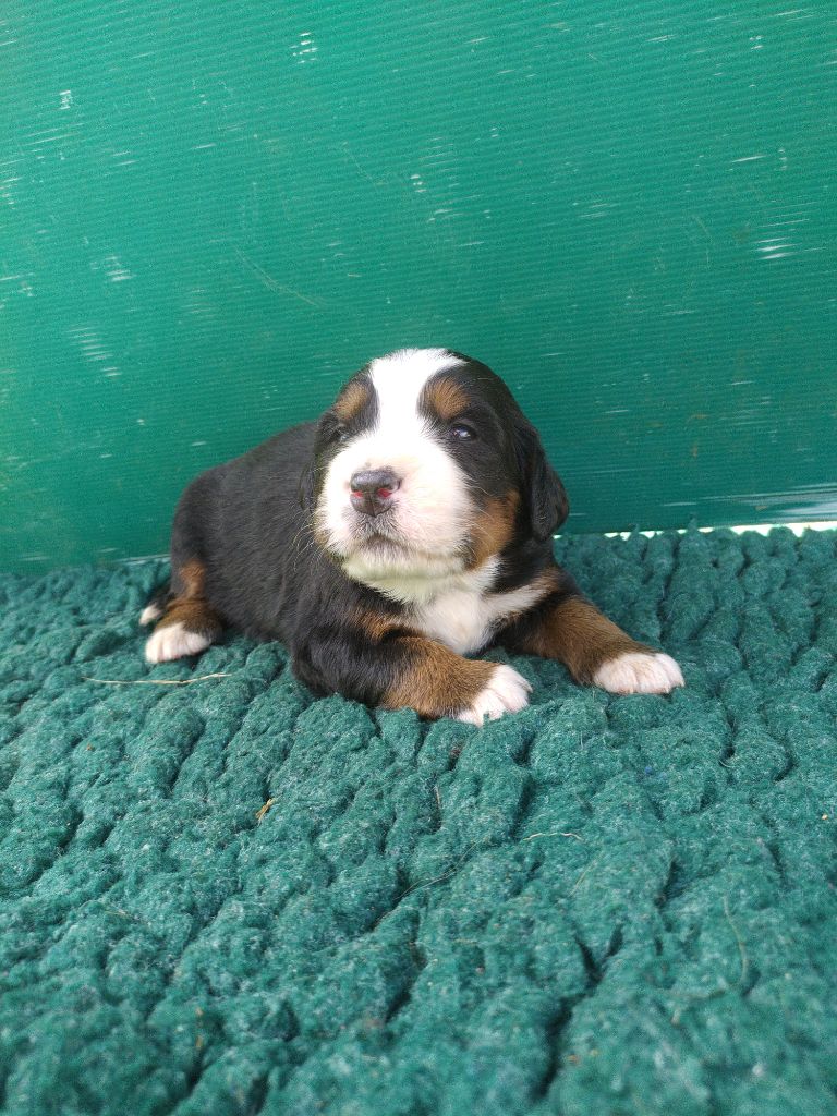 De L'horizon Des Costes - Chiots disponibles - Bouvier Bernois