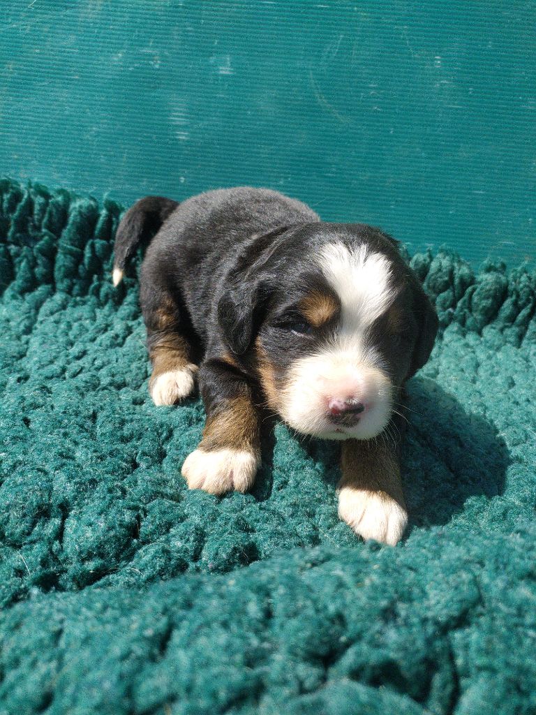 De L'horizon Des Costes - Chiots disponibles - Bouvier Bernois