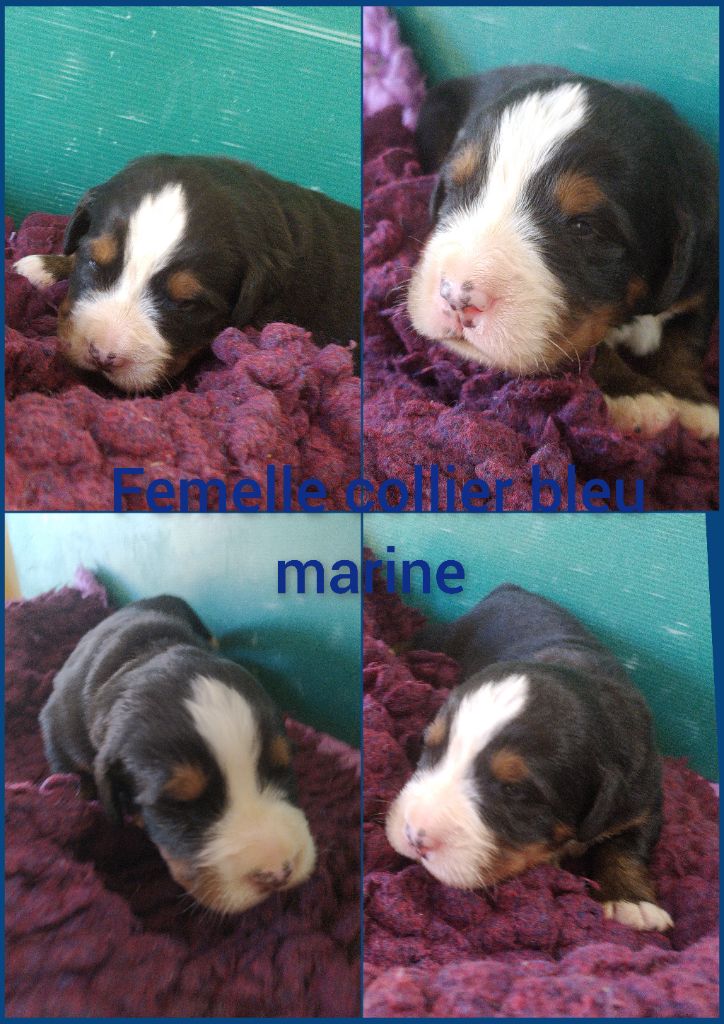 De L'horizon Des Costes - Chiots disponibles - Bouvier Bernois