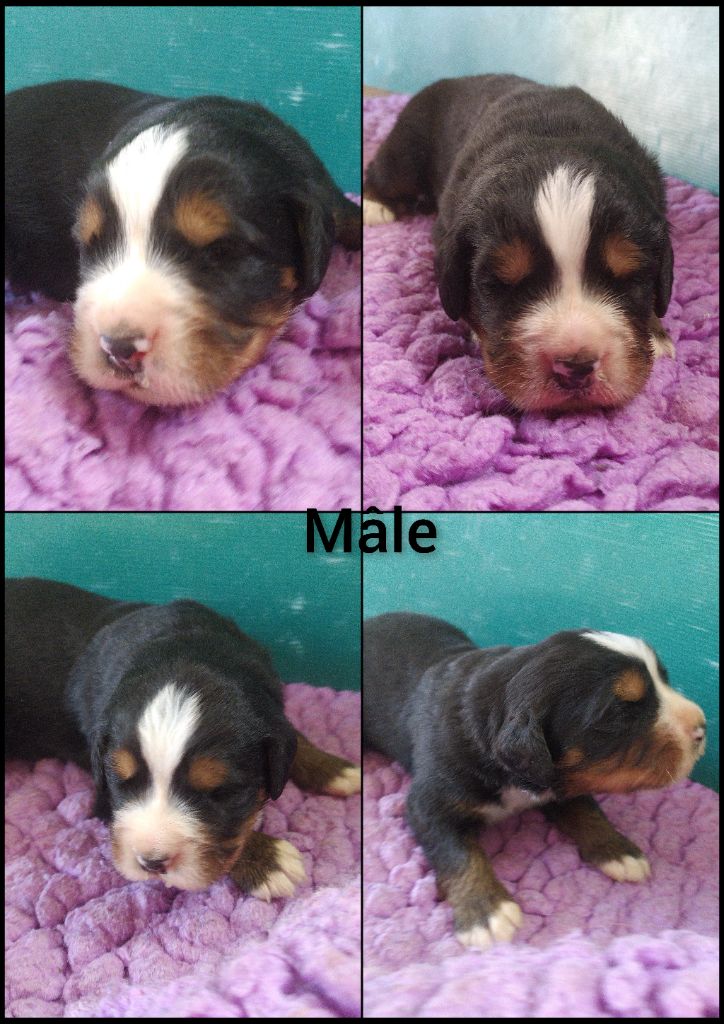 De L'horizon Des Costes - Chiots disponibles - Bouvier Bernois