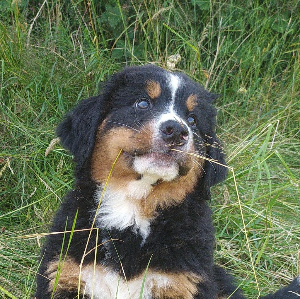 De L'horizon Des Costes - Chiots disponibles - Bouvier Bernois