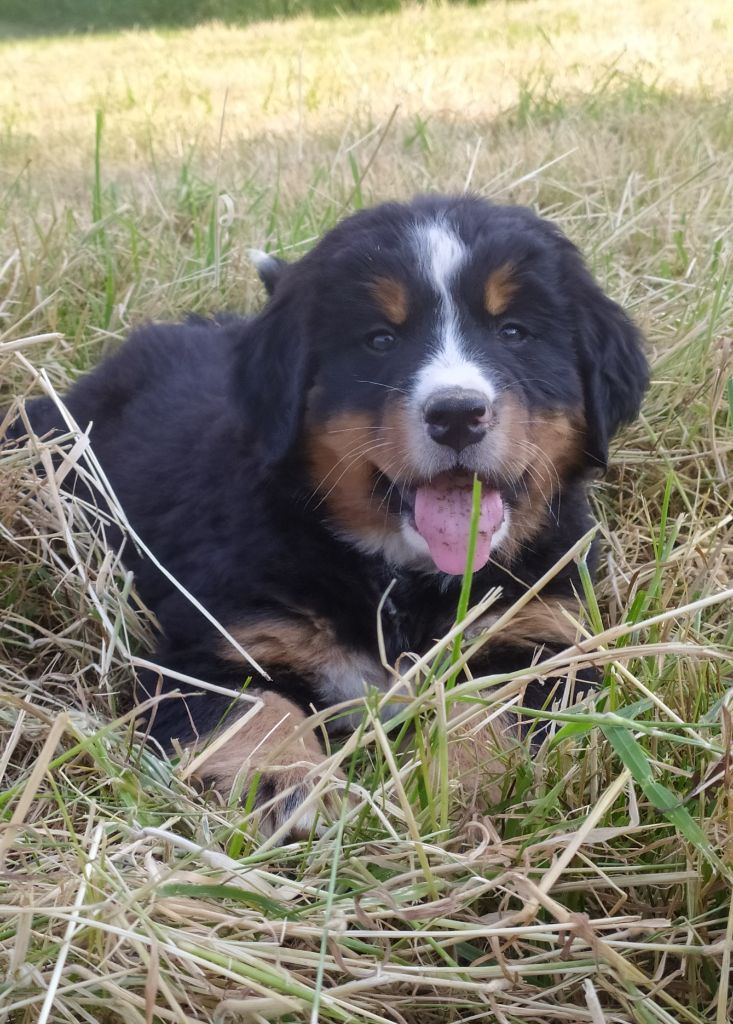 De L'horizon Des Costes - Chiots disponibles - Bouvier Bernois