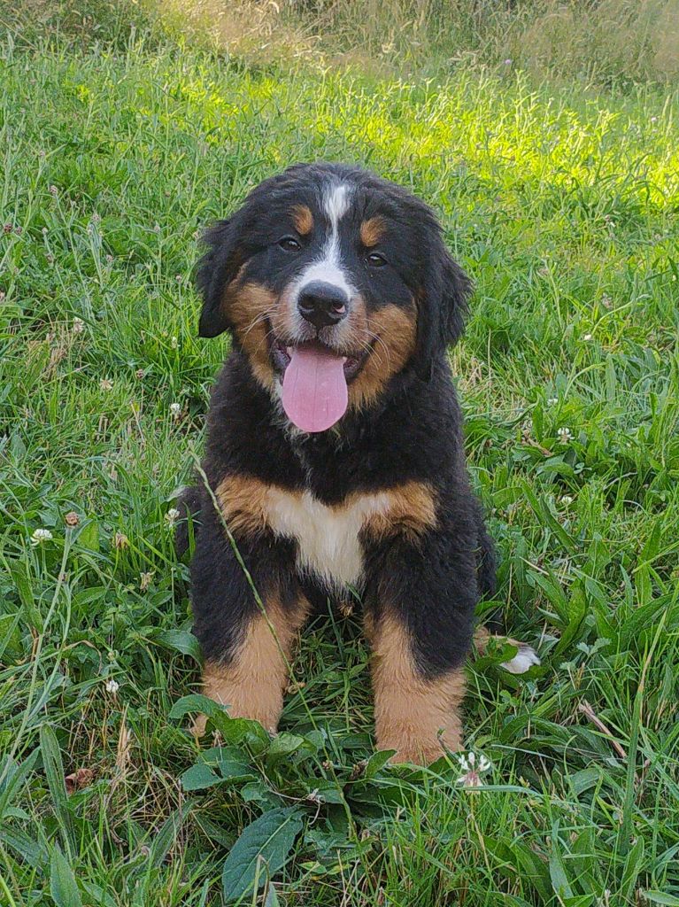 De L'horizon Des Costes - Chiots disponibles - Bouvier Bernois