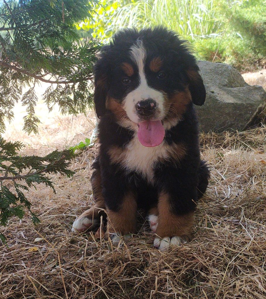 De L'horizon Des Costes - Chiots disponibles - Bouvier Bernois