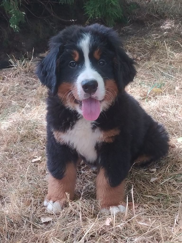 De L'horizon Des Costes - Chiots disponibles - Bouvier Bernois