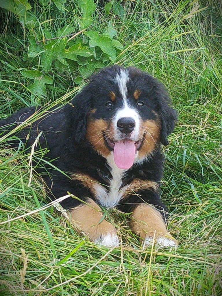 De L'horizon Des Costes - Chiots disponibles - Bouvier Bernois