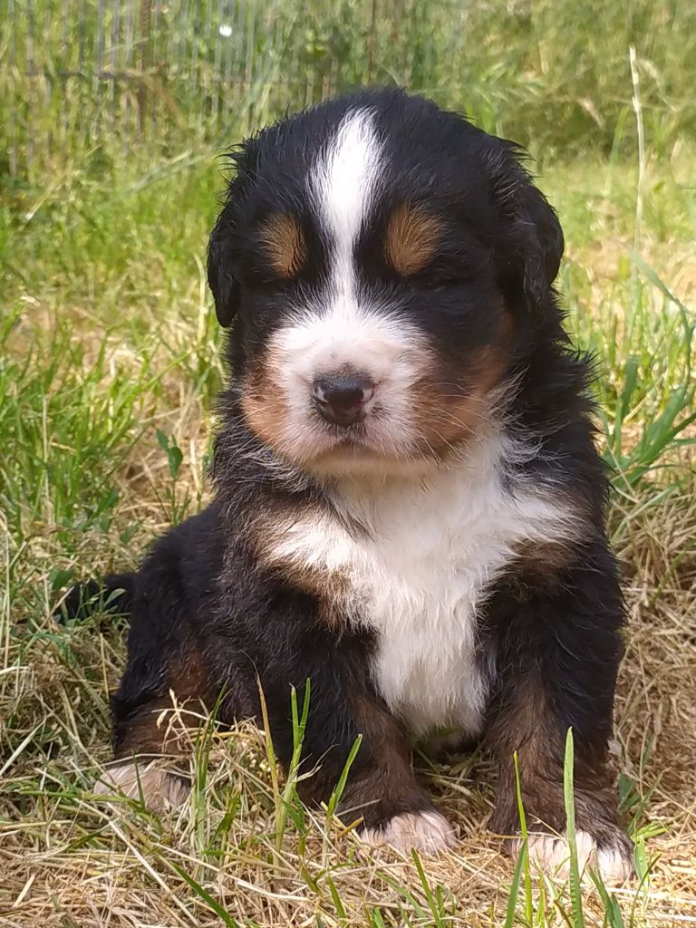 De L'horizon Des Costes - Chiots disponibles - Bouvier Bernois