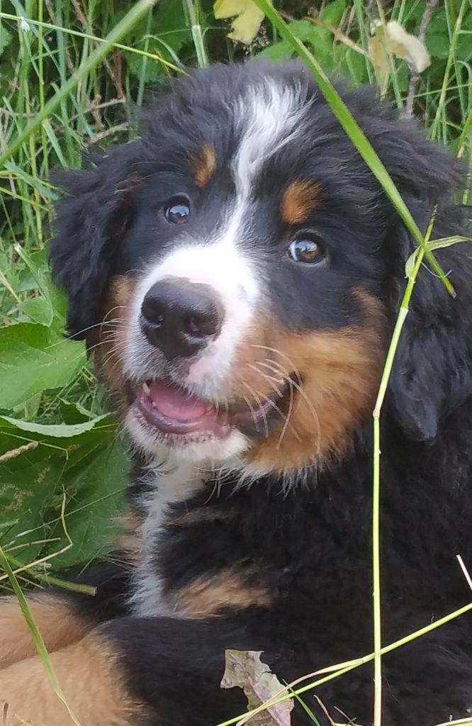 De L'horizon Des Costes - Chiots disponibles - Bouvier Bernois
