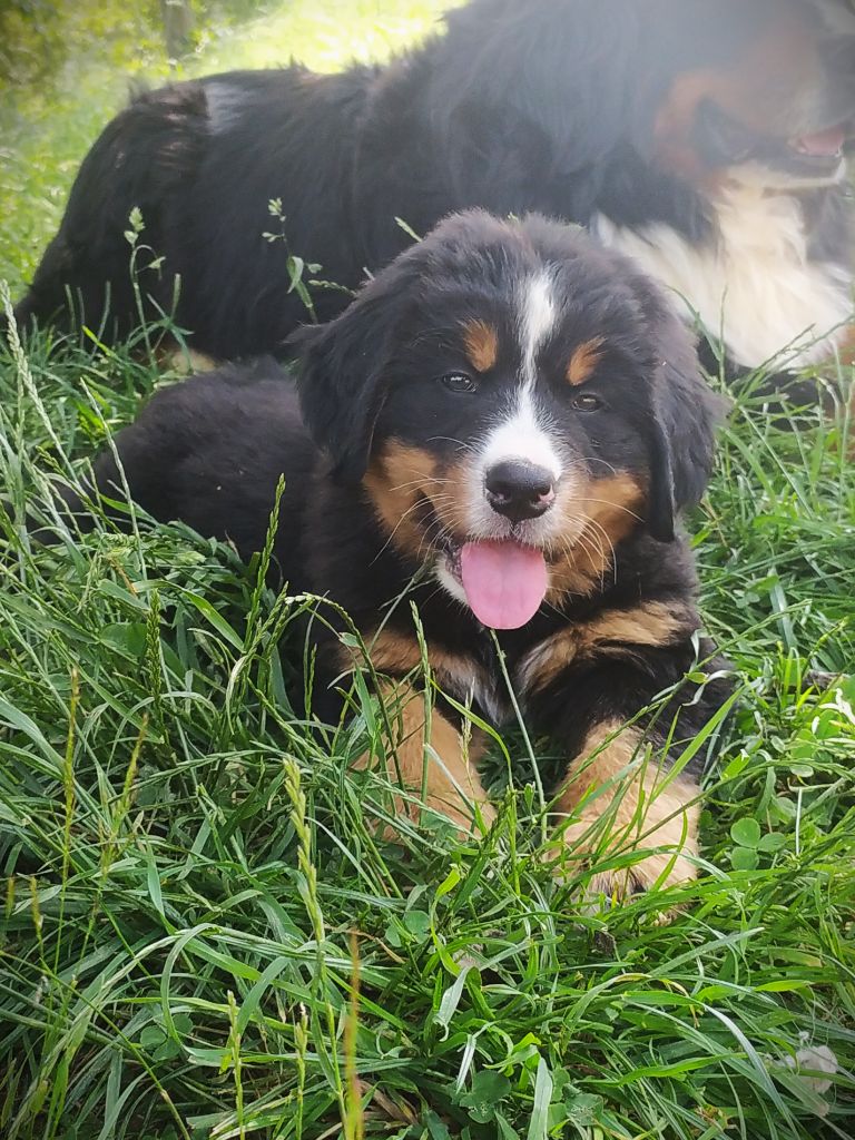 De L'horizon Des Costes - Chiots disponibles - Bouvier Bernois