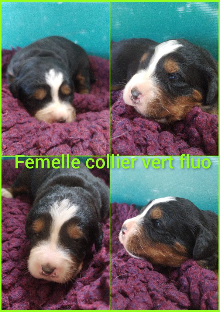 De L'horizon Des Costes - Chiots disponibles - Bouvier Bernois