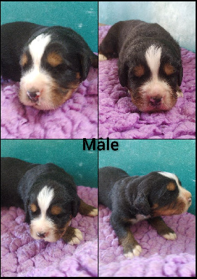 CHIOT 1
